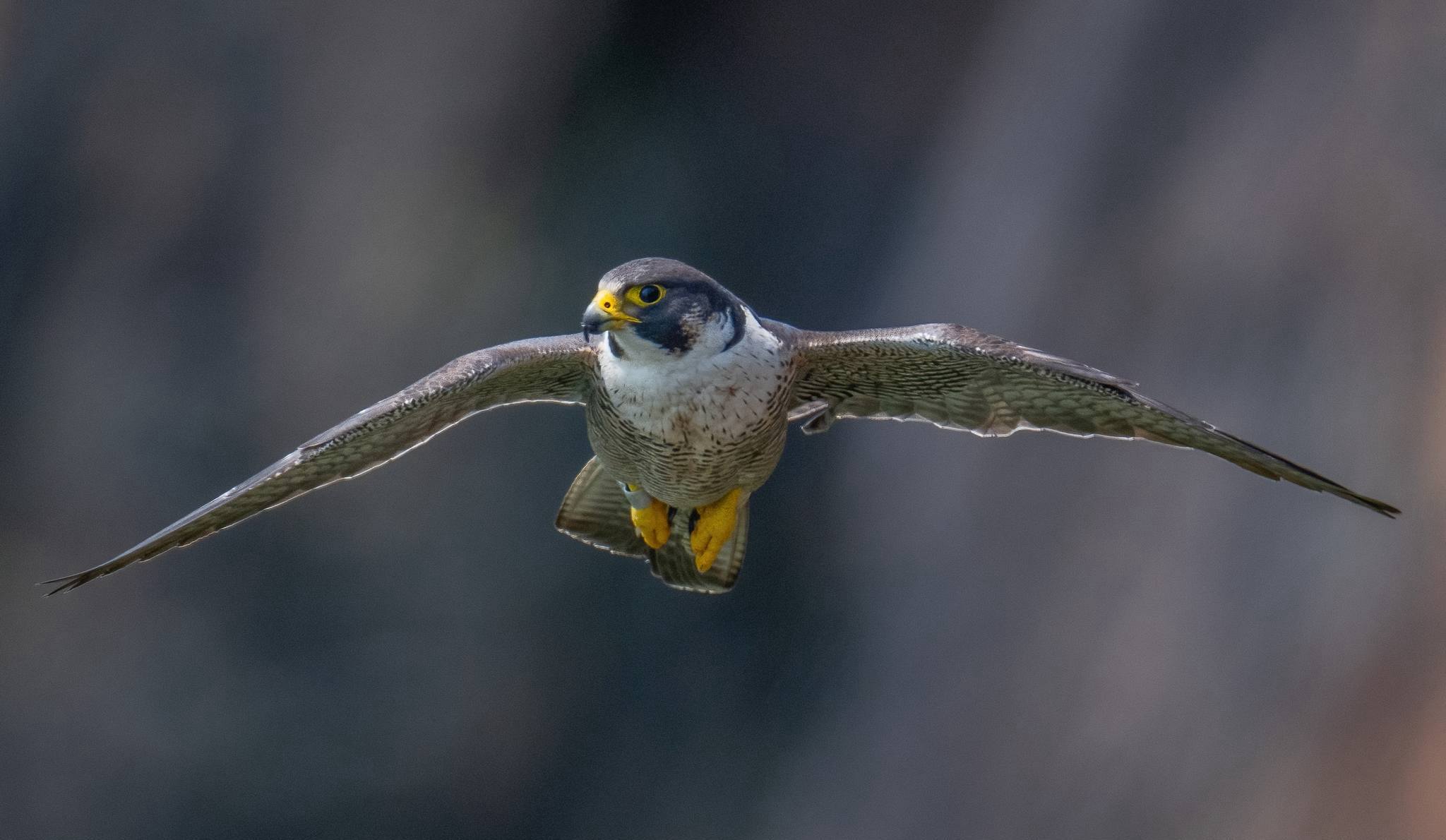 Peregrine Falcon